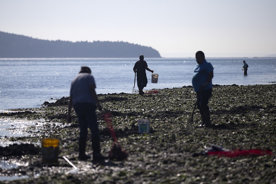 caption: Greg Yakanak, center, carries a bucket while digging for clams that will be used primarily as bait on Tuesday, August 27, 2019, at Ala Spit County Park.