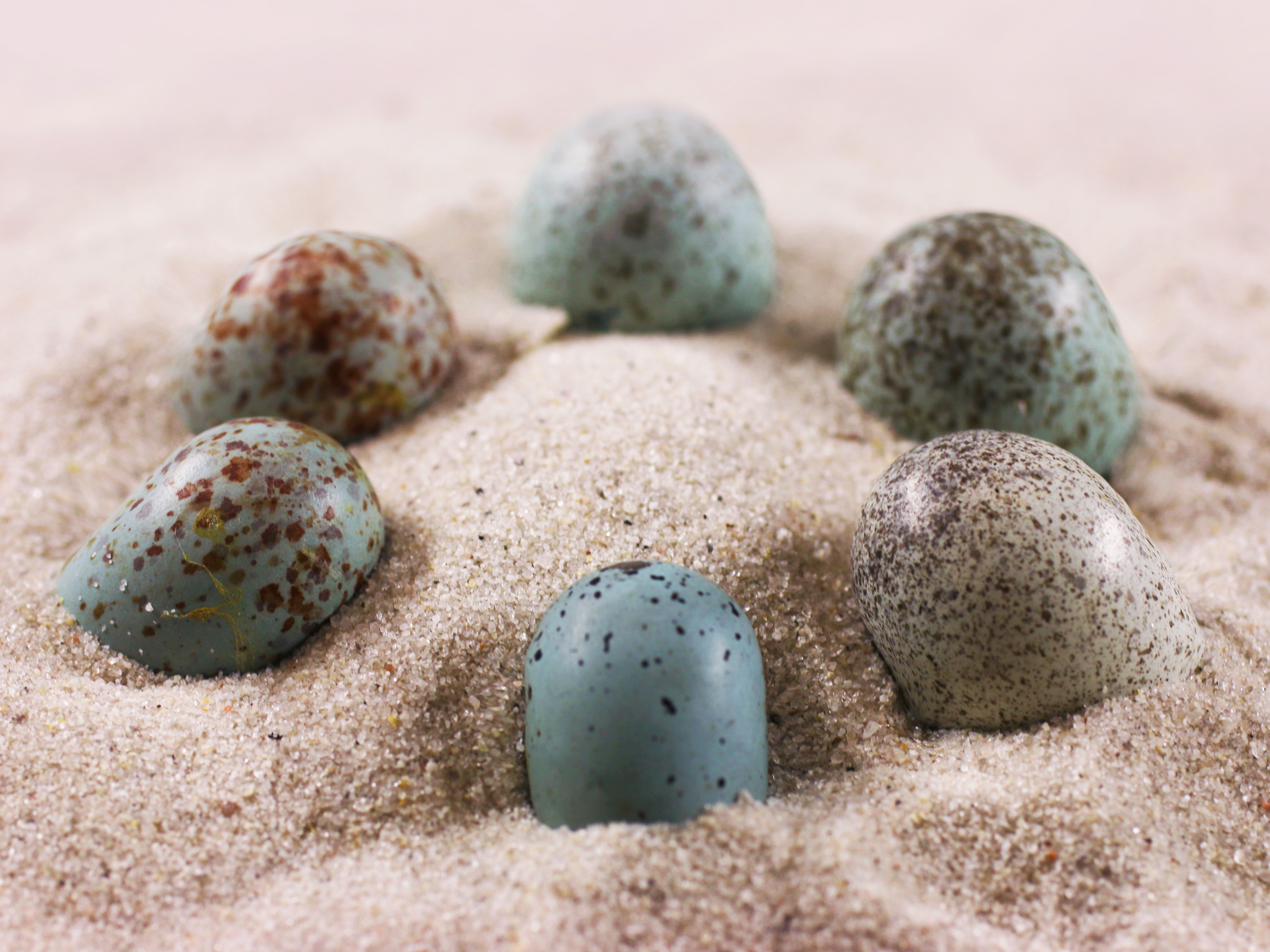 caption: Arrangement of colored oviraptor-like eggs in an oviraptorid nest arrangement