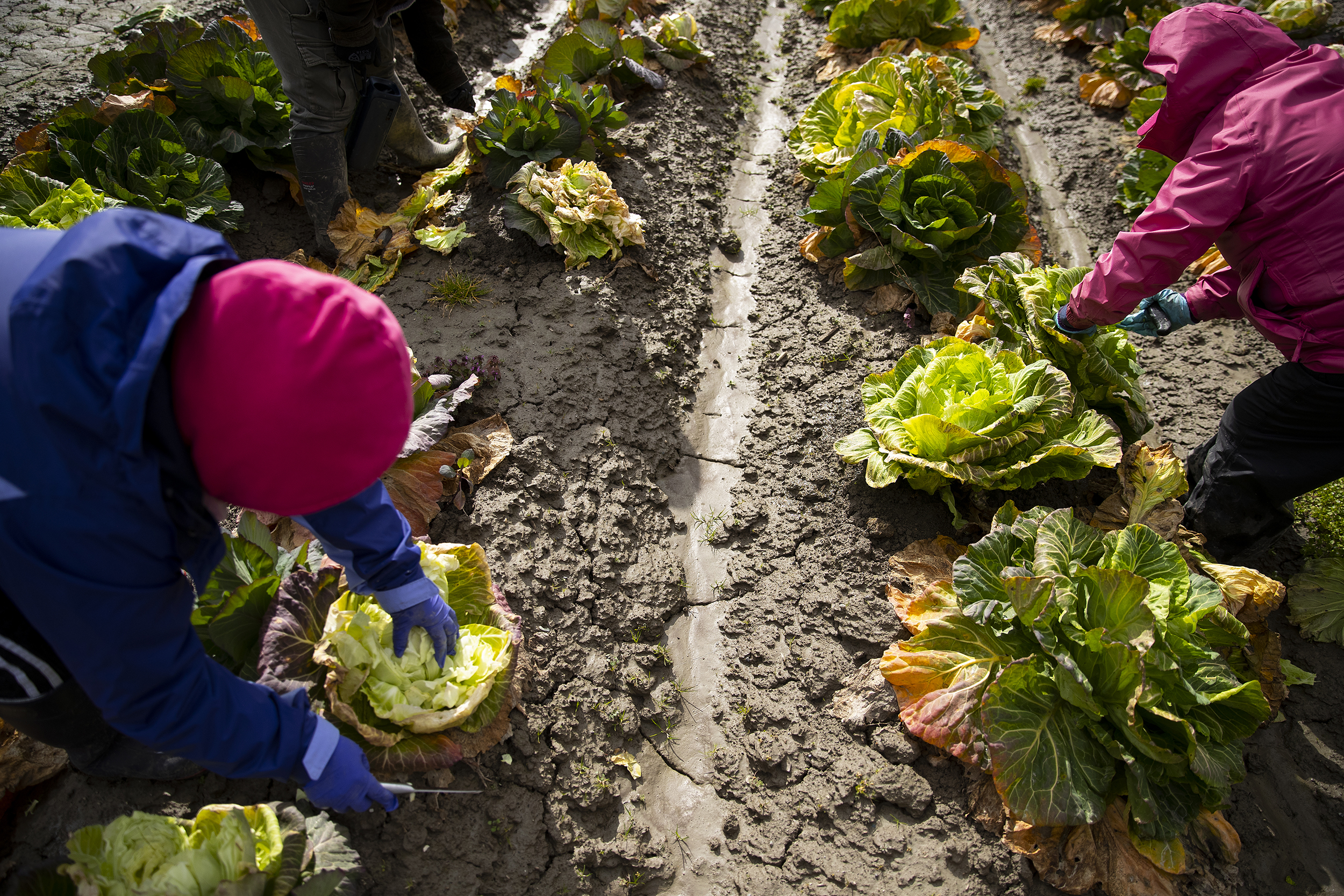 caption: Farmworkers prune cabbage in a field on Thursday, March 5, 2026, in the Skagit Valley. 