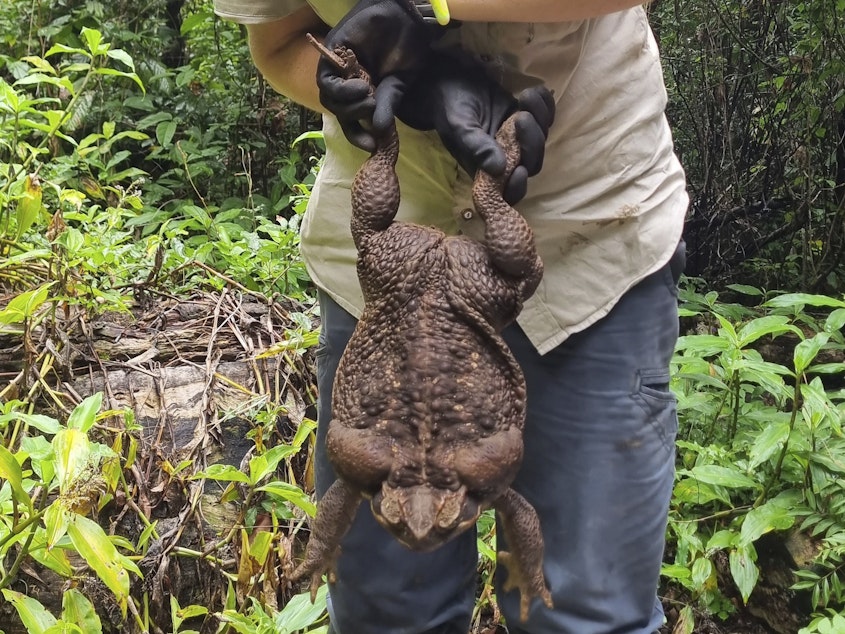 caption: Kylee Gray, a ranger with the Queensland Department of Environment and Science, holds a giant cane toad on Jan. 12 near Airlie Beach, Australia. The toad weighed 5.95 pounds.