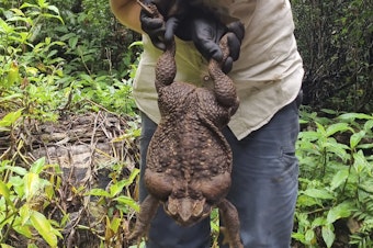 caption: Kylee Gray, a ranger with the Queensland Department of Environment and Science, holds a giant cane toad on Jan. 12 near Airlie Beach, Australia. The toad weighed 5.95 pounds.