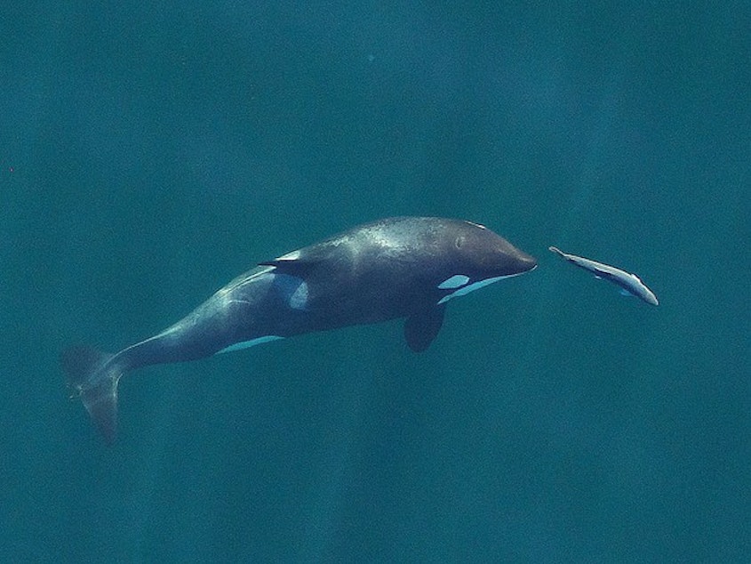 caption: <p>A young resident killer whale chases a chinook salmon in the Salish Sea near San Juan Island, Washington, in September 2017.</p>