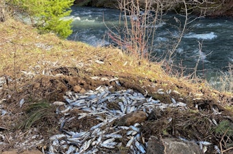 caption: Thousands of young salmon died after the truck crash, unable to reach nearby Lookingglass Creek in northeast Oregon.