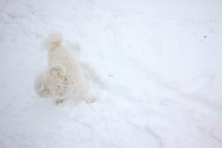 caption: A dog named Moses blends in with the weather in Seattle's Greenwood neighborhood on Sunday, Feb. 10, 2019.