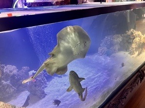 caption: Charlotte the pregnant stingray swims in her aquarium in Hendersonville, N.C.