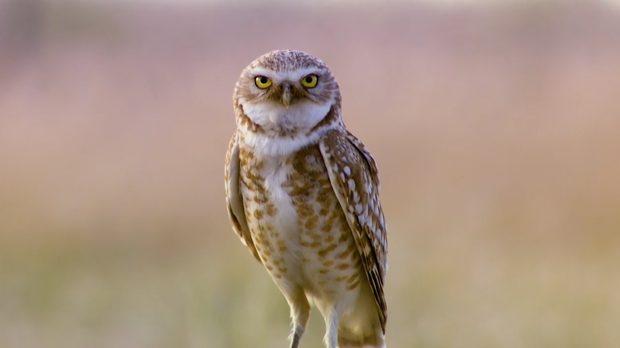 caption: <p>Burrowing owl populations are declining each year at a rate of 2 to 3 percent.</p>