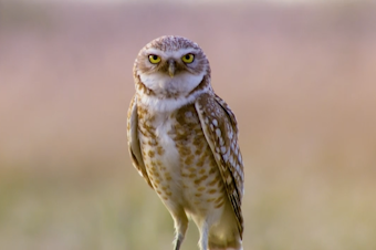 caption: <p>Burrowing owl populations are declining each year at a rate of 2 to 3 percent.</p>