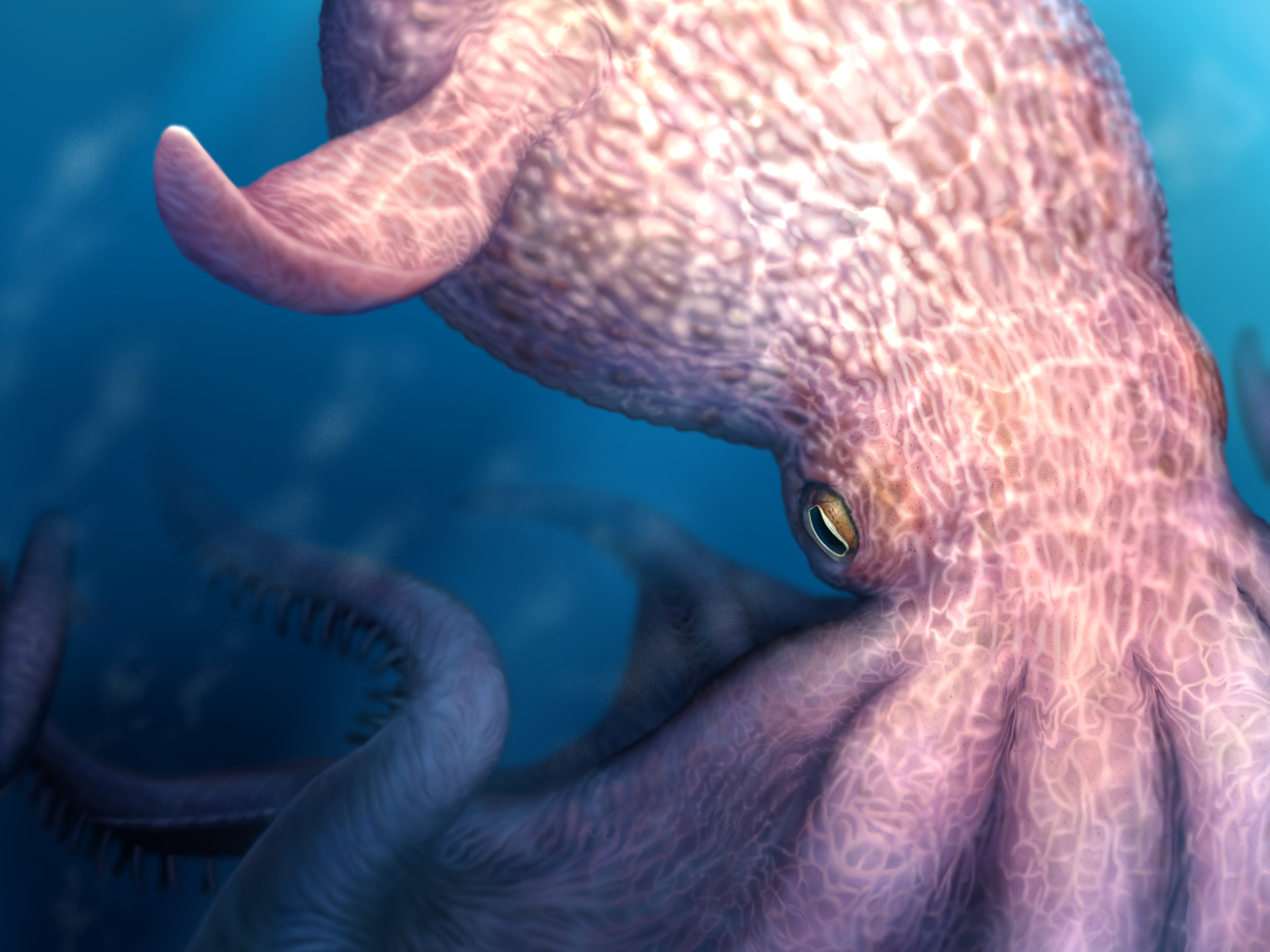 caption: A sketch of the giant octopus.