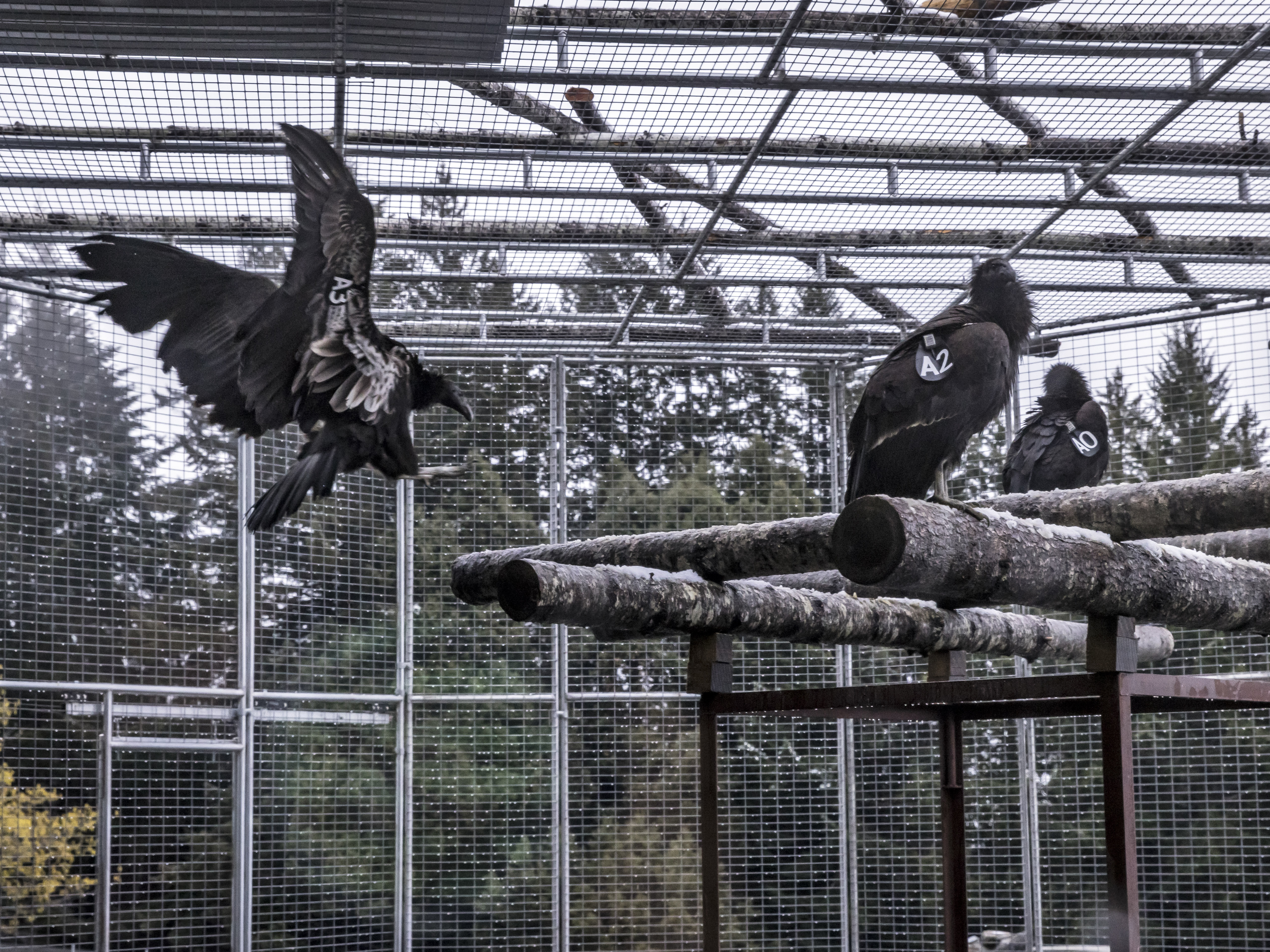caption: A juvenile California condor flies from a shelf to a branch in the condor reintroduction pen of the Redwood National Park near Orick, Calif., on April 12.