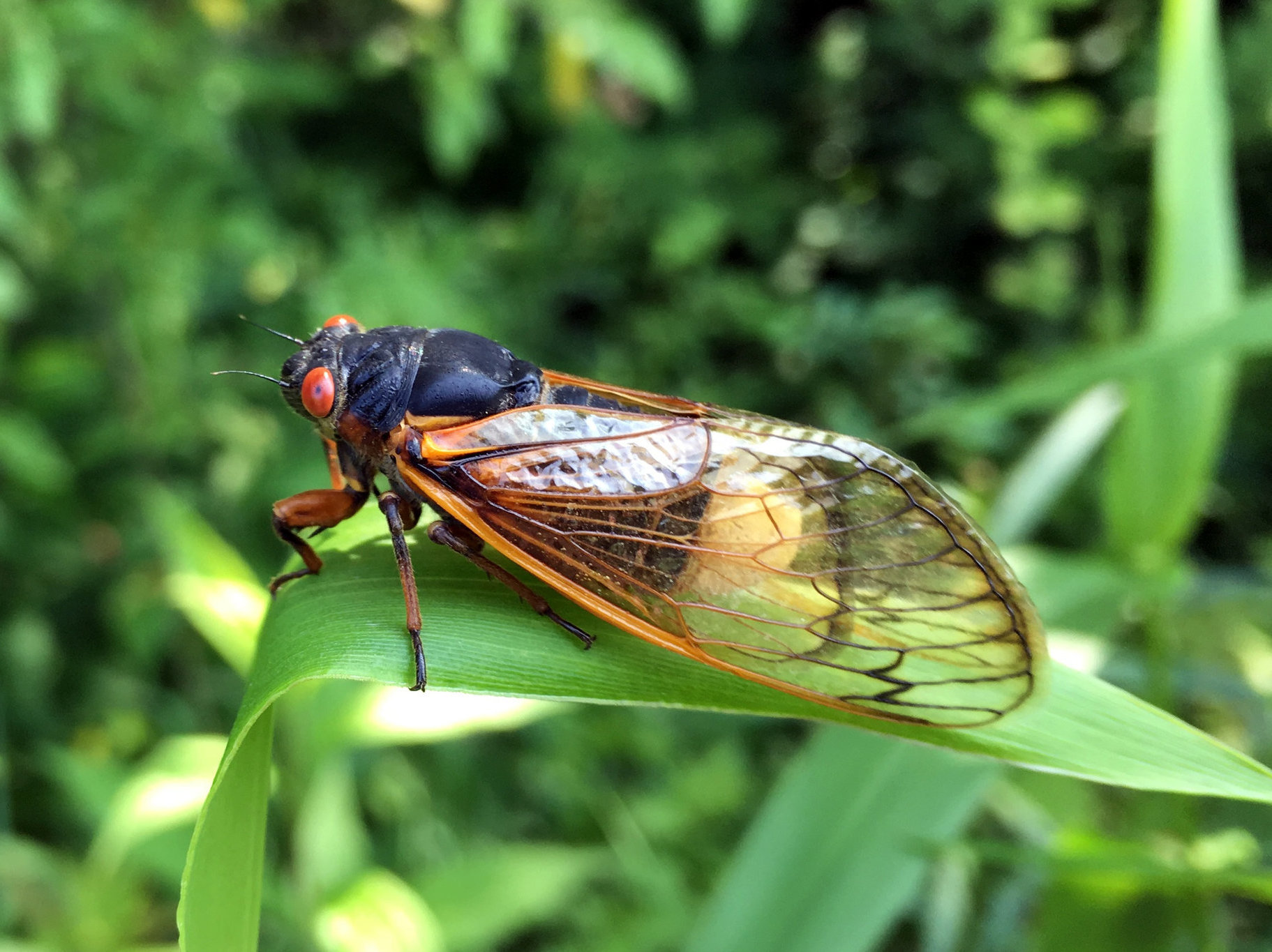 caption: A small number of cicadas become infected by a fungus called <em>Massospora, </em>which causes the production of cathinone — an amphetamine.