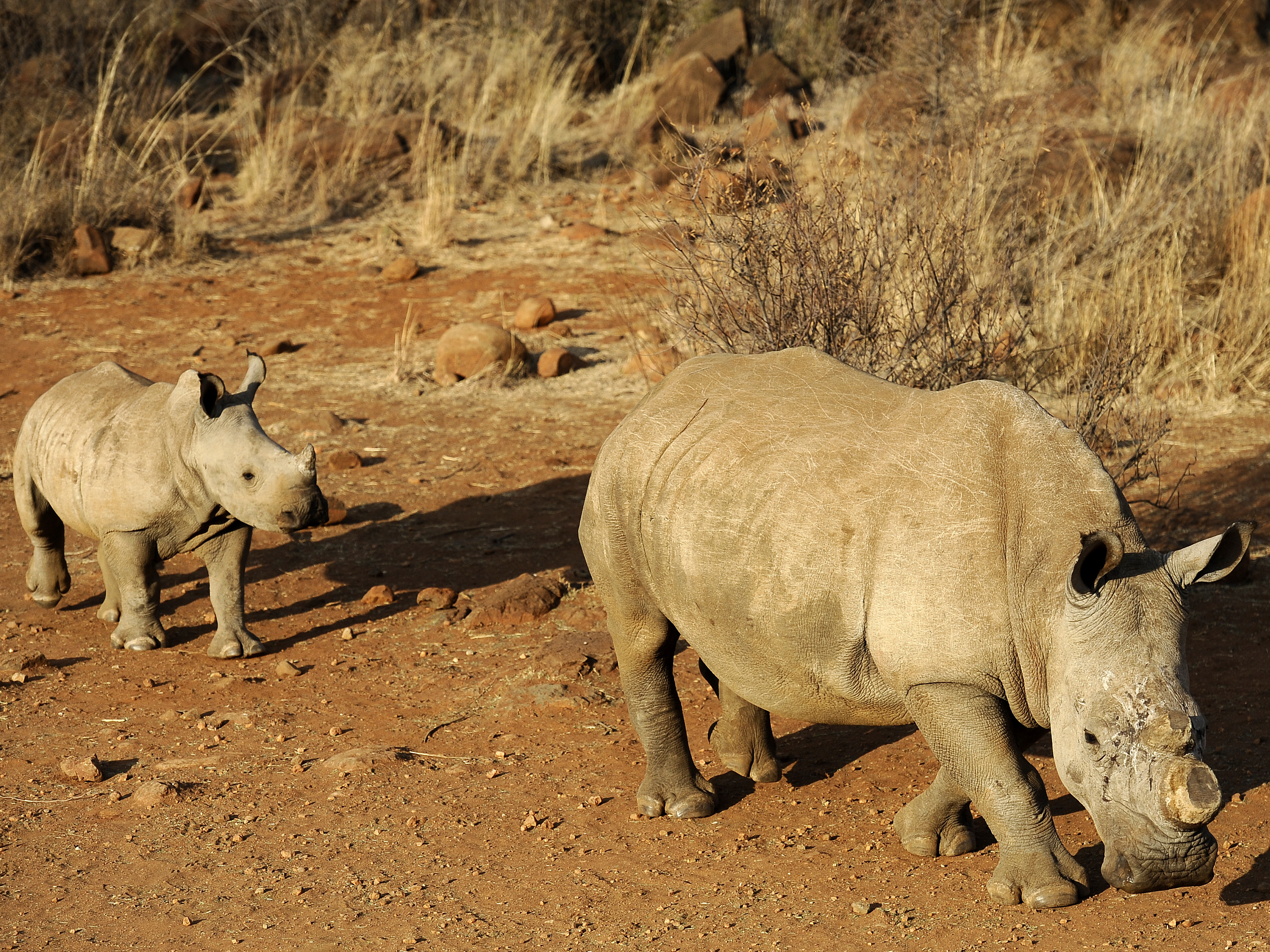caption: A black dehorned rhinoceros is followed by a calf at South Africa's Bona Bona game reserve in 2012.