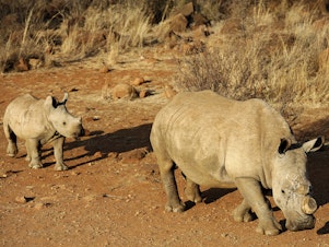 caption: A black dehorned rhinoceros is followed by a calf at South Africa's Bona Bona game reserve in 2012.