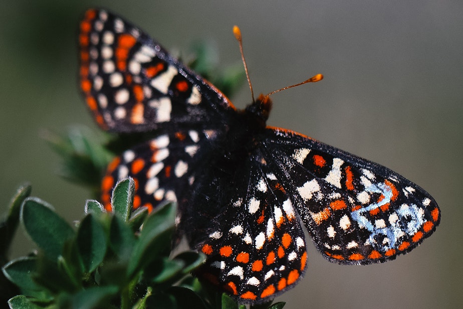 caption: A newly released Taylor's checkerspot butterfly with glittery number 28 on its wing perches at Scatter Creek Wildlife Area in Thurston County on April 30, 2025.