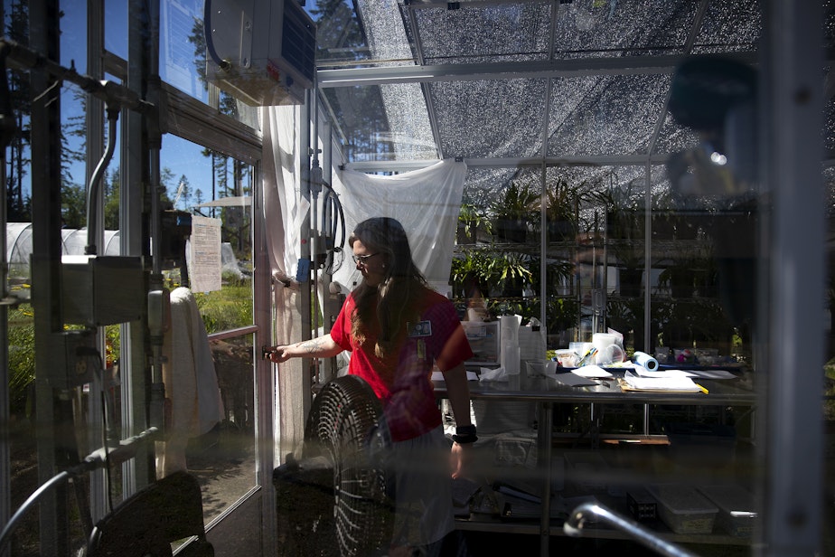 caption: Trista Egli enters a greenhouse where endangered Taylor’s checkerspot butterfly eggs are kept at Mission Creek Corrections Center for Women in Belfair, Washington, on May 30, 2025.