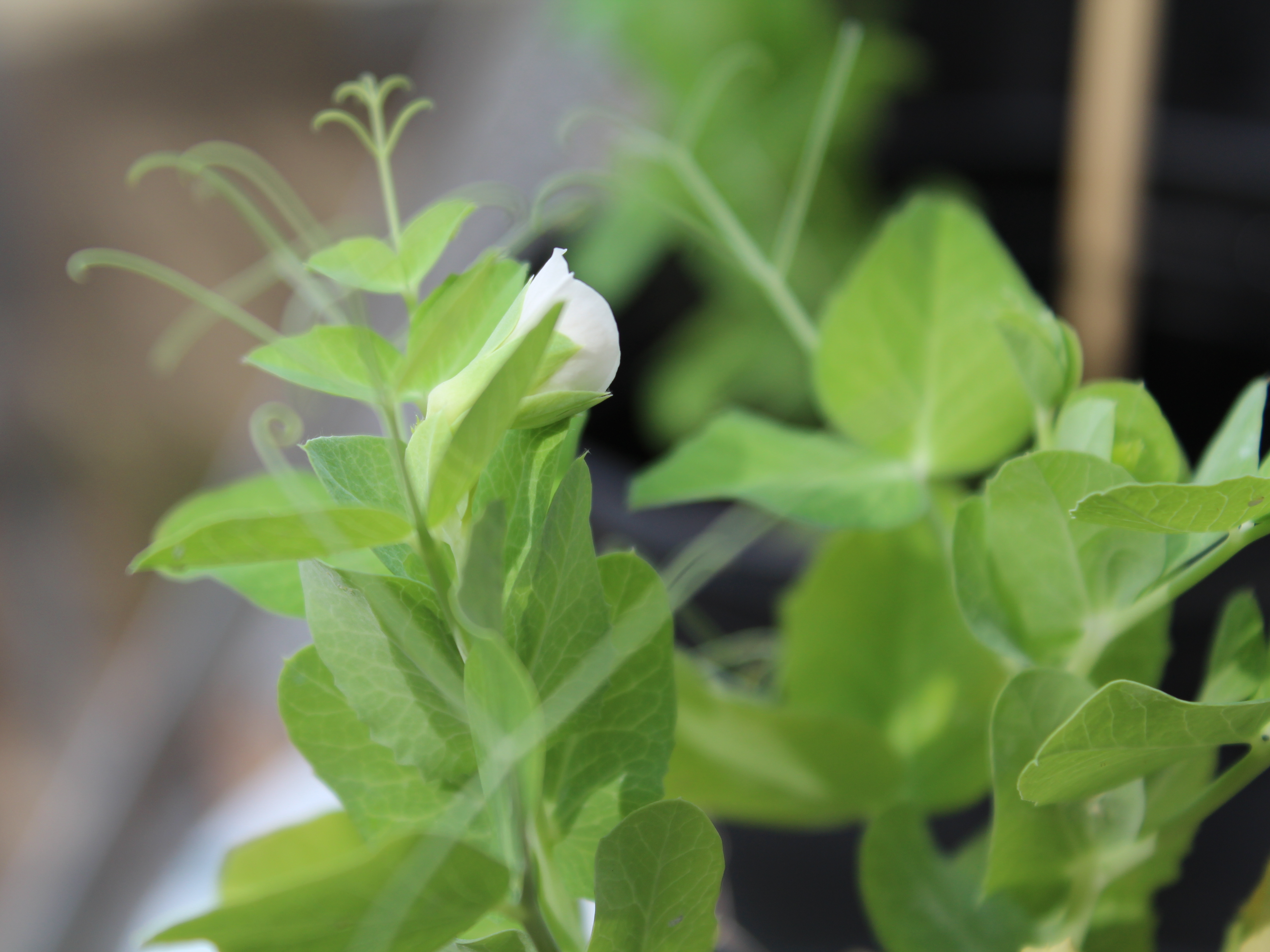 caption: Mendoza hopes his experiment contributes to further research on the topic.