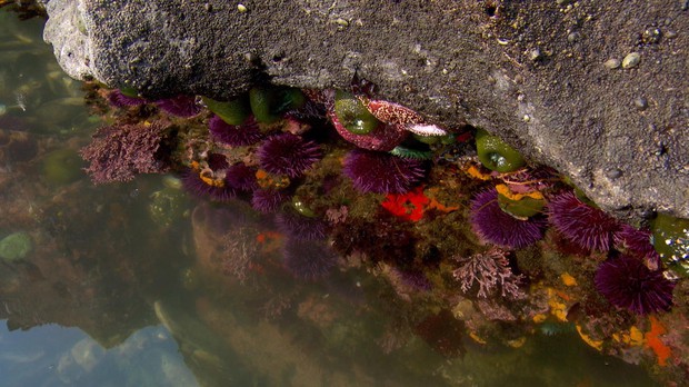 caption: <p>Southern Oregon's Cape Arago has some of the most scenic tide pools anywhere.</p>
