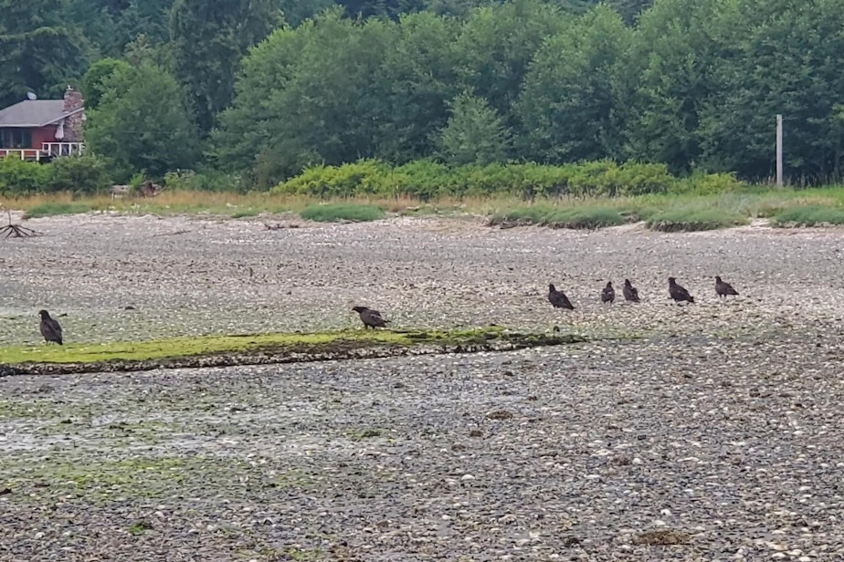 caption: Vultures feed on oysters and clams cooked by extreme heat near Blyn, Washington, on June 30.
