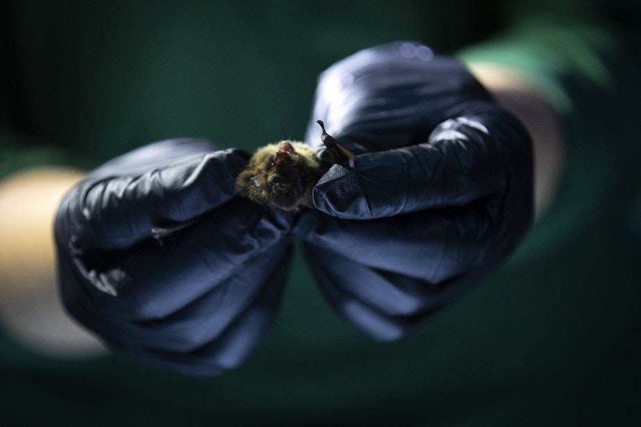 caption: A researcher holds a bat while collecting data on its microbiome and testing for white nose syndrome at Northwest Trek Wildlife Park in Eatonville on June 1.