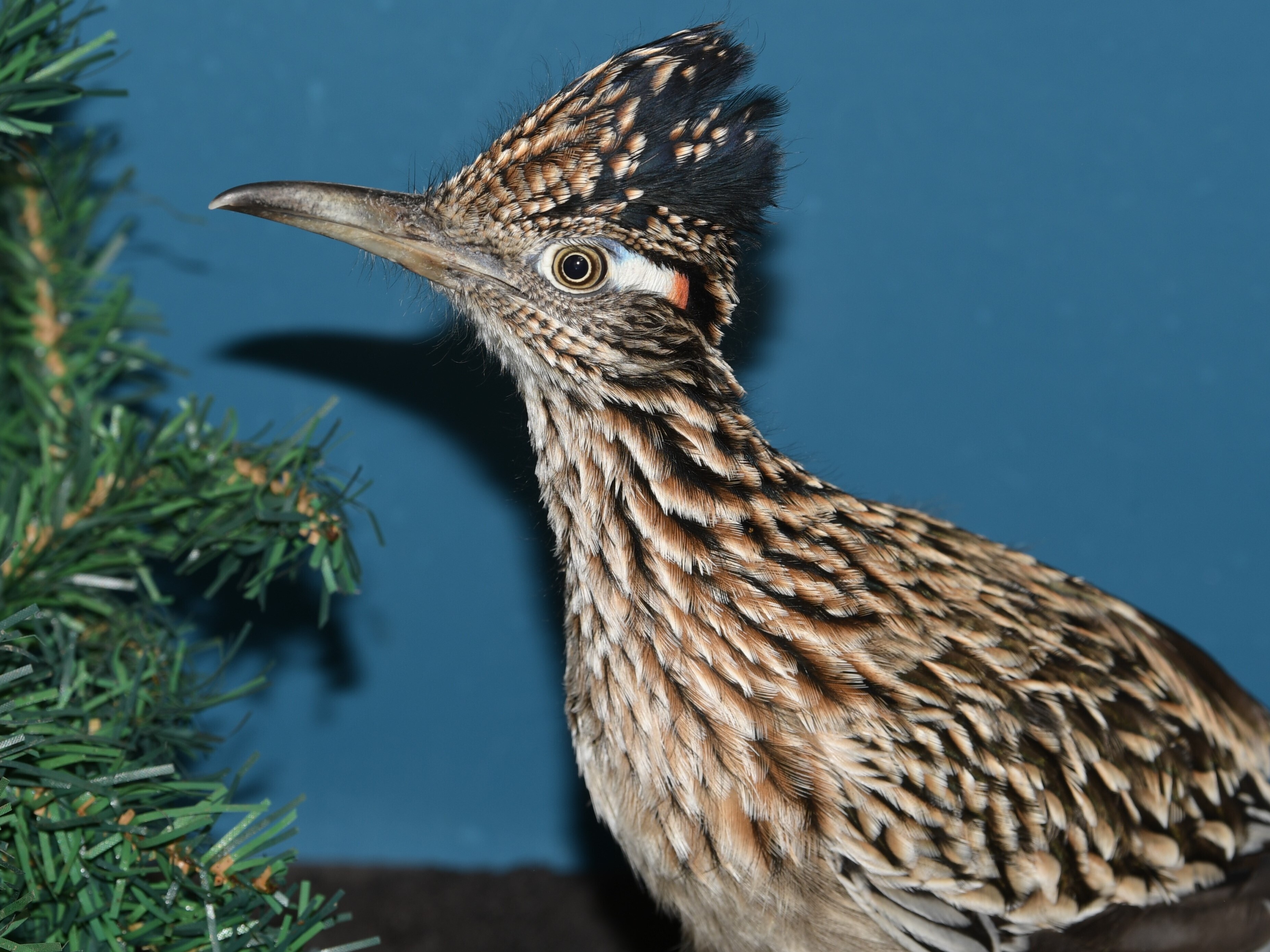 caption: A roadrunner rests at Avian Haven, a bird rehab facility on Sunday in Freedom, Maine. The bird hitched a ride in the storage area of a moving van from Las Vegas.