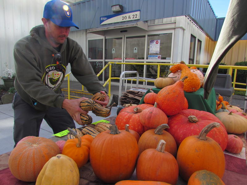 caption: Marine veteran John Knox arranges fall produce at the Growing Veterans farm stand at the VA Hospital in Seattle. Knox says learning to farm helped him make the transition back to civilian life.
