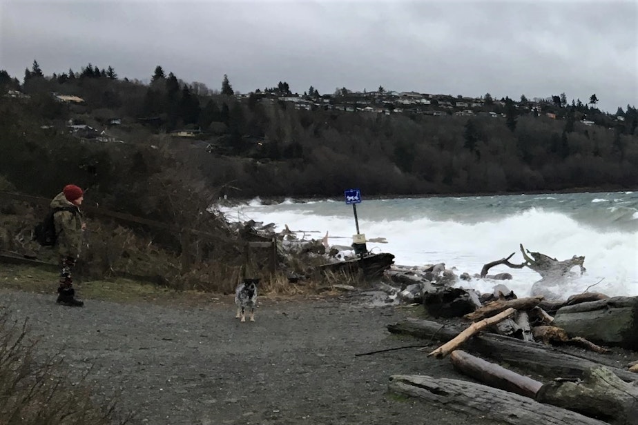 caption: A woman and her dog find that Richmond Beach Saltwater Park in Shoreline, Washington, is all saltwater and no beach during a king tide on Jan. 7.