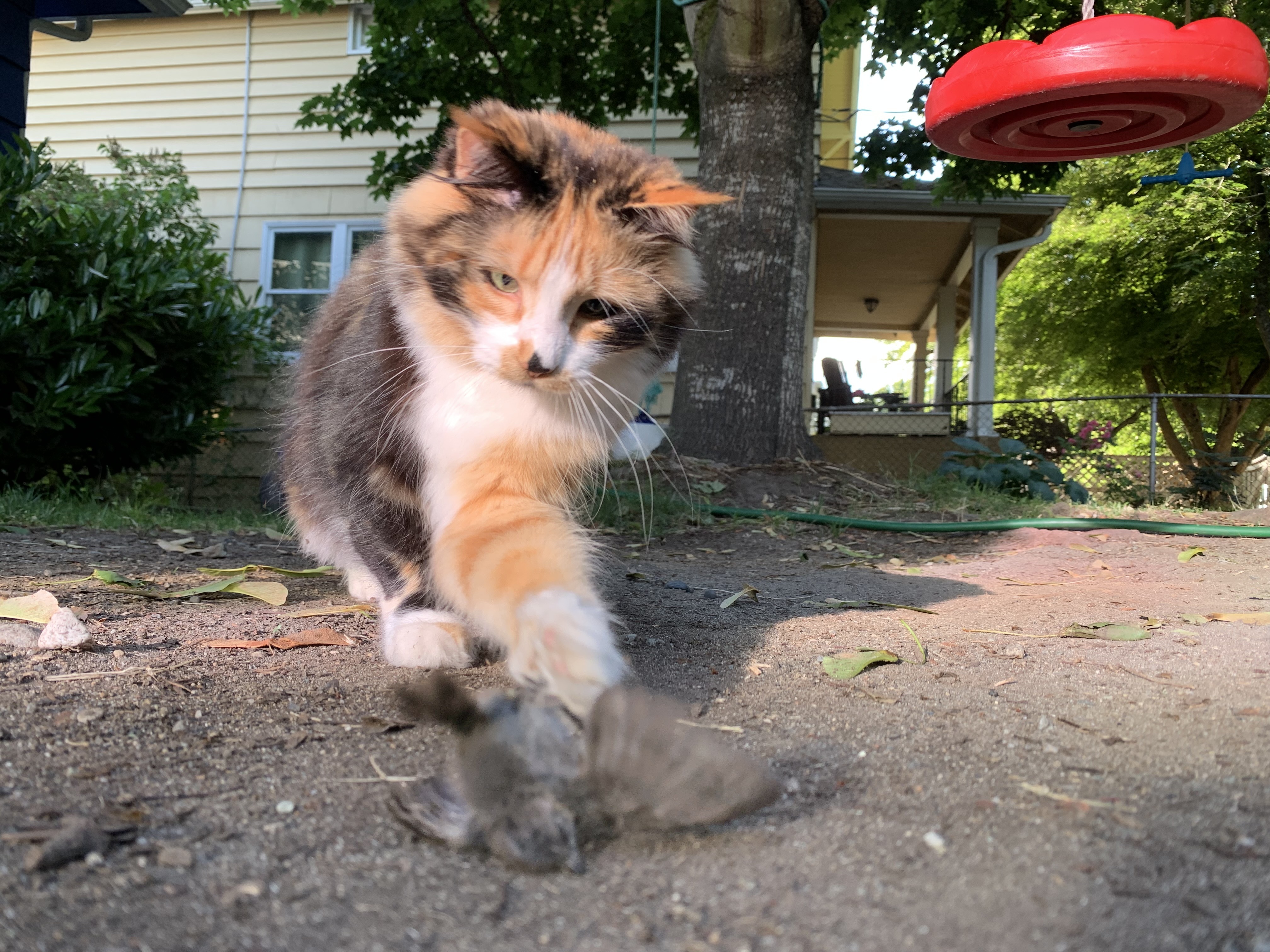 caption: Outdoor cat Cleocatra swats at an injured songbird, one of three she killed on June 24, 2021, in Seattle.