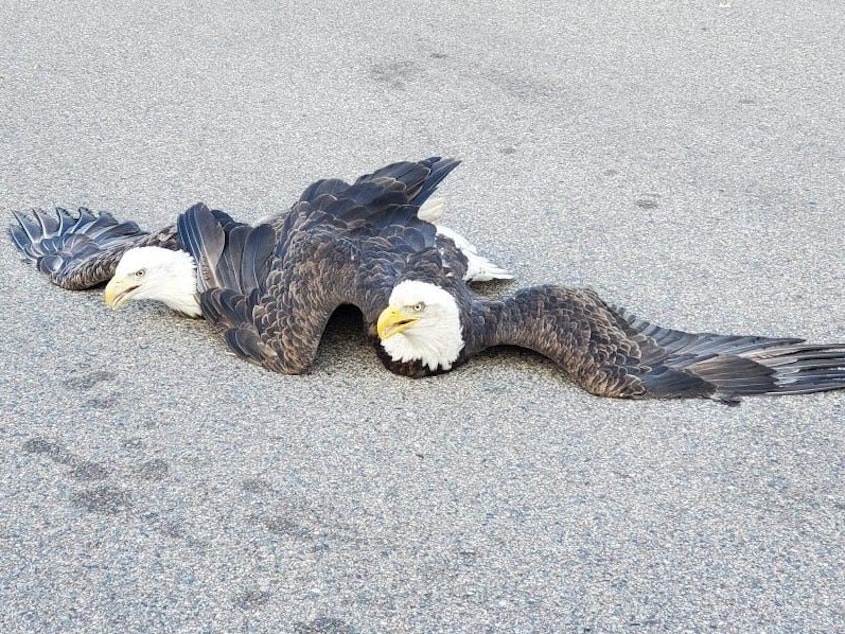 caption: Two bald eagles entangled after a fight in Plymouth, Minnesota.
