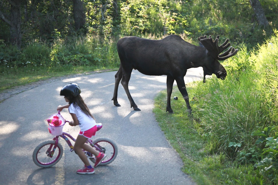 caption: A moose browses along a bicycle path in the Anchorage, Alaska, area this week.