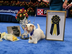 caption: The 2023 National Dog Show Best in Show winner is a Sealyham terrier named Stache. Ahead of this win, Stache was the No. 2-ranked Terrier and No. 12-ranked All-Breed show dog in America. He has won 49 Best in Show prizes.