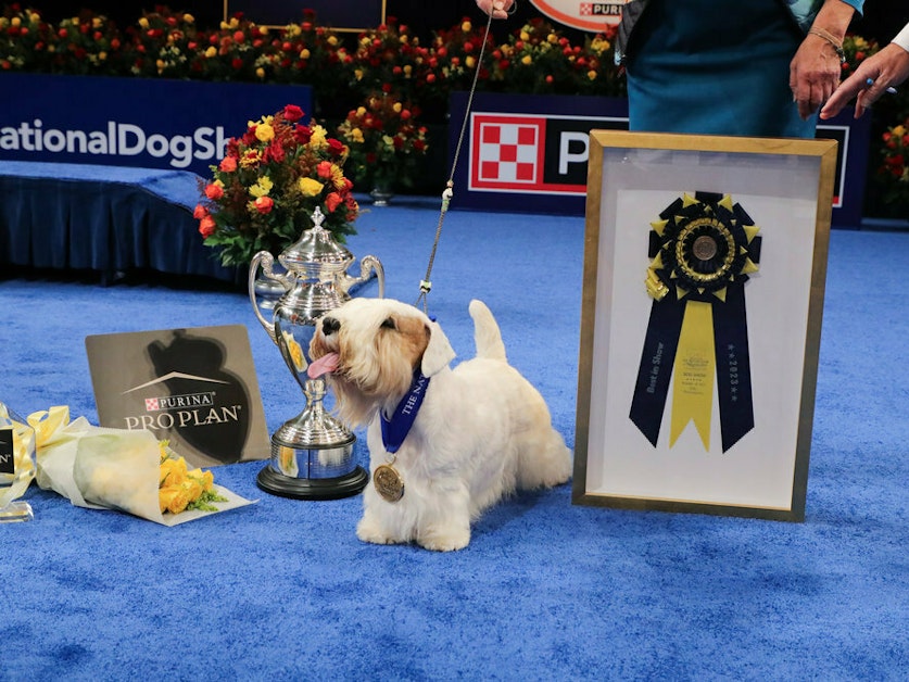 KUOW Stache the Sealyham terrier wins the National Dog Show