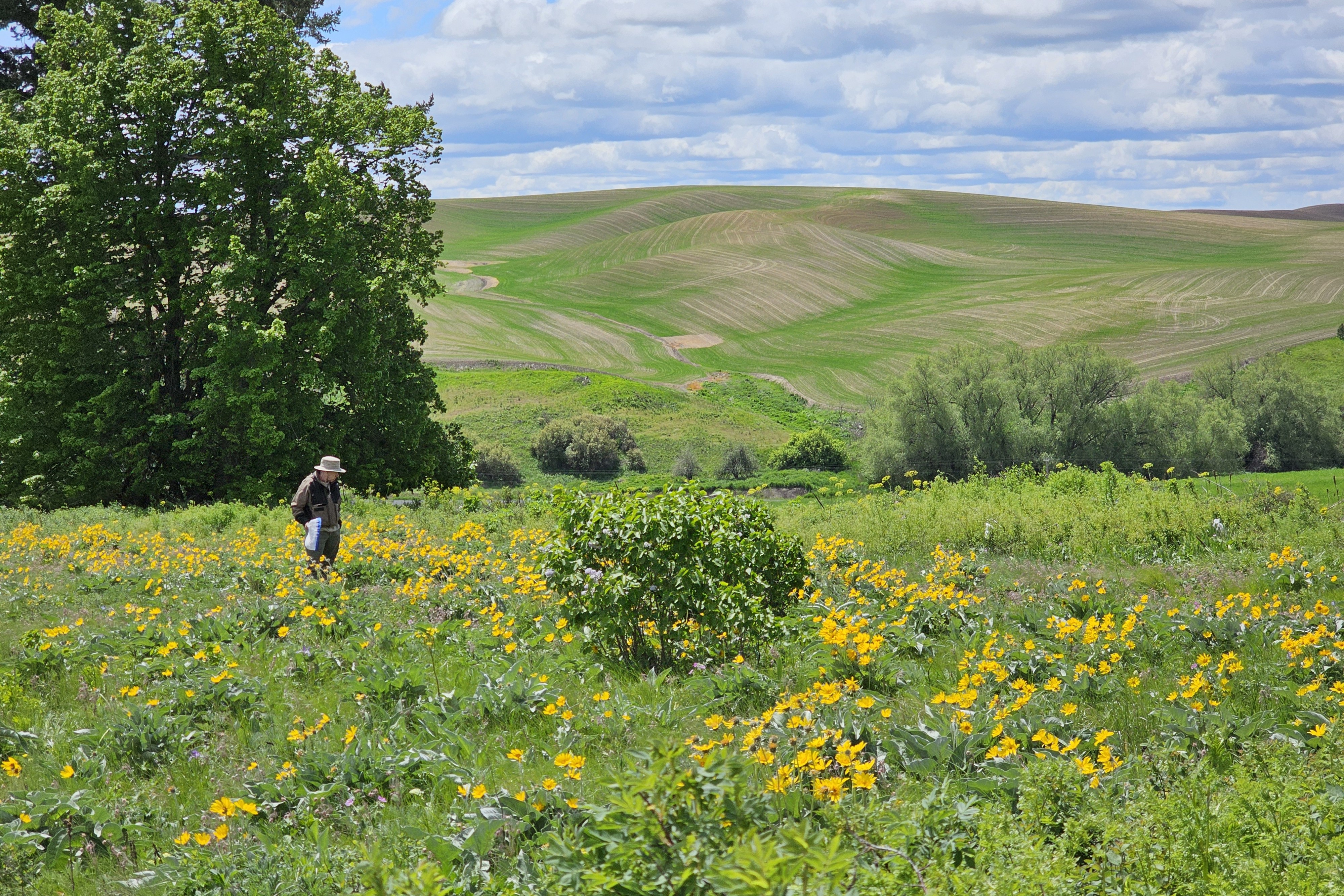 caption: A Washington Bee Atlas volunteer looks for rare specimens in a patch of prairie in Washington's Palouse region in May 2024.