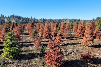 caption: Christmas trees at a farm in Western Washington and other growing sites in the Northwest were killed by root diseases. Chastagner and his team plan to survey tree farms in 2024 to find out more about the pathogens affecting ornamental conifers. 