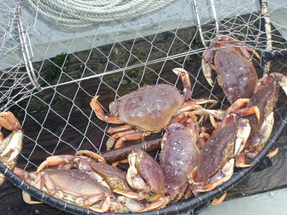dungeness crab generic