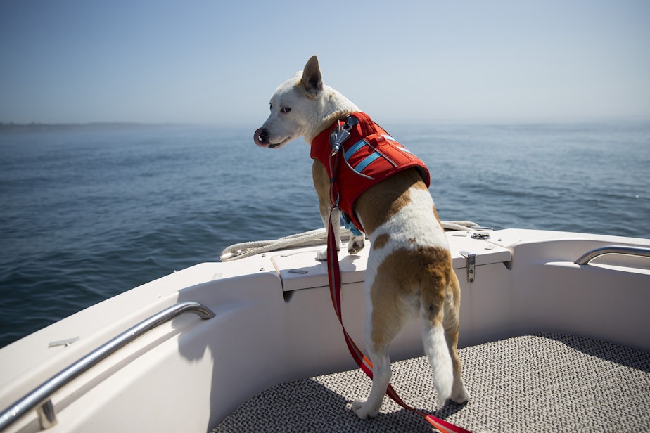 caption: Eba, a rescue dog with a trained nose for detecting whale scat, rides on the bow of a research boat on Aug. 15, 2019, near Lime Kiln Point off San Juan Island. (Image taken under the authority of NMFS permit No. 22141)