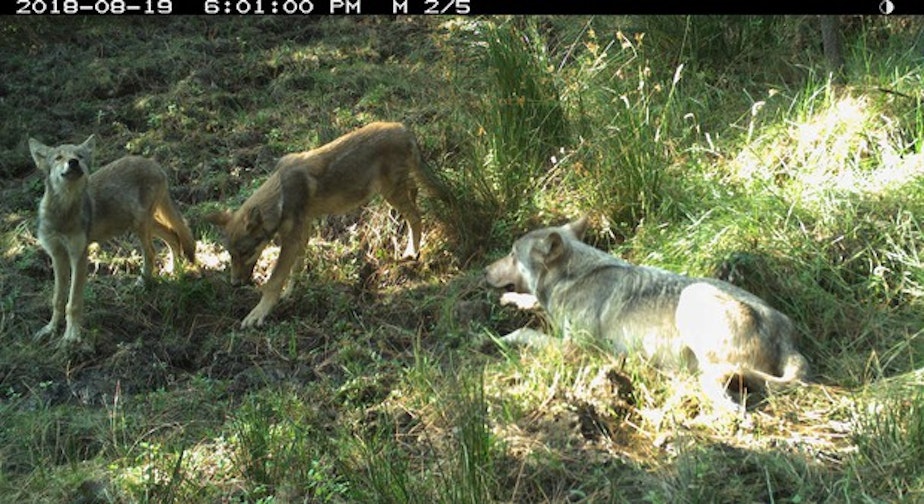 caption: <p>Photo shows the breeding male of White River wolves with two pups, taken Aug. 19 by remote camera on the Warm Springs Indian Reservation. Photo courtesy of Wildlife Department BNR-Confederated Tribes of Warm Springs.</p>
