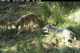 caption: <p>Photo shows the breeding male of White River wolves with two pups, taken Aug. 19 by remote camera on the Warm Springs Indian Reservation. Photo courtesy of Wildlife Department BNR-Confederated Tribes of Warm Springs.</p>