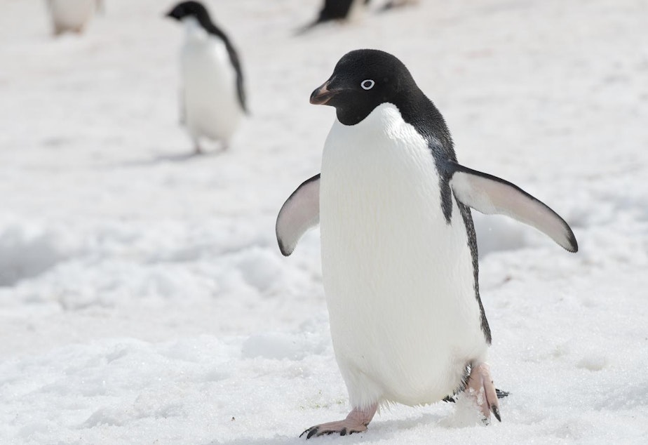 caption: Adelie penguins in Antarctica, 2013.