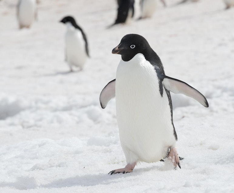 caption: Adelie penguins in Antarctica, 2013.