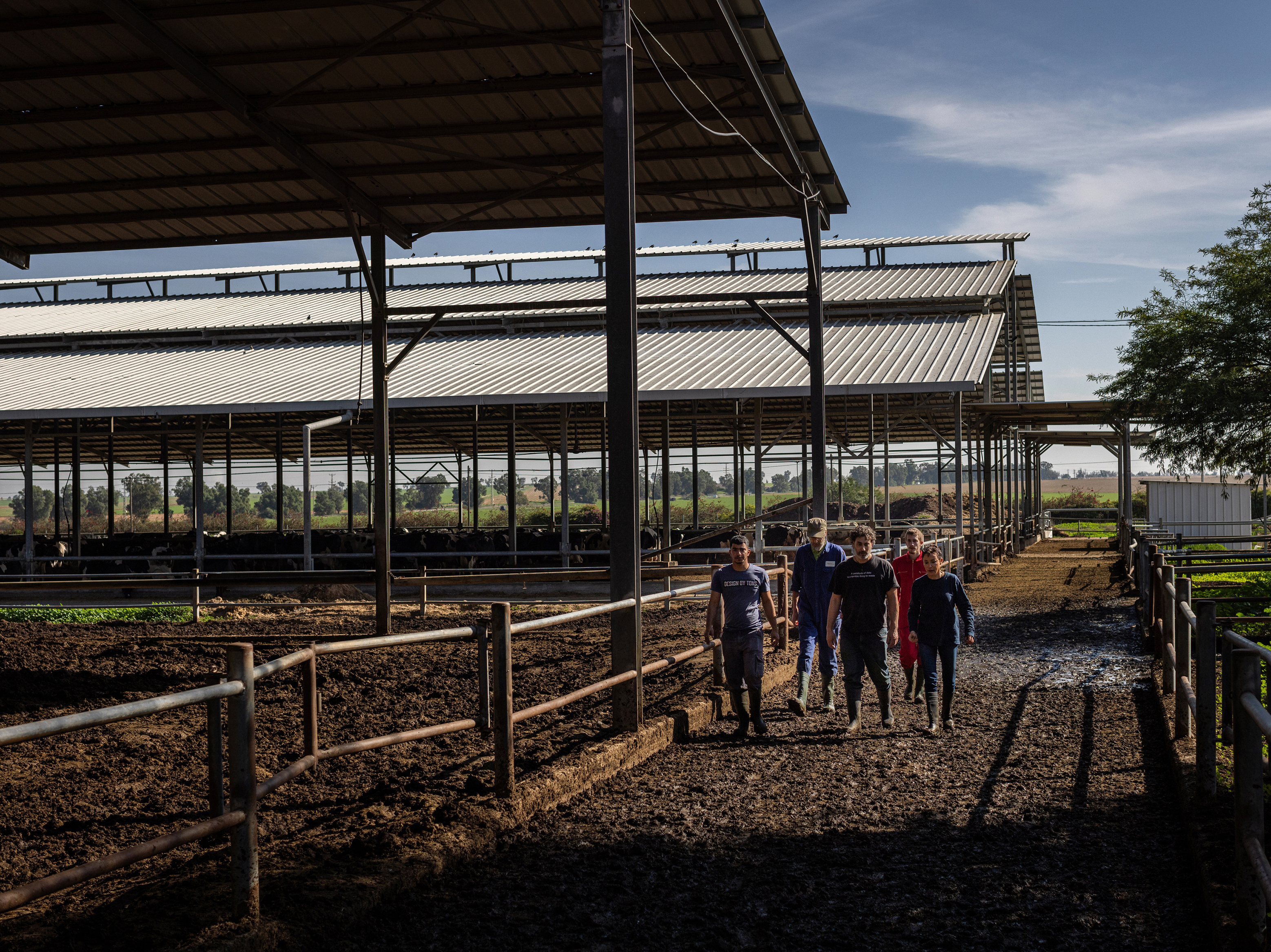 caption: Volunteers work at a dairy farm near Nir Oz, one of the communities attacked on Oct. 7 by Hamas militants, in southern Israel on Wednesday. People from Israel and around the world have been rotating in to volunteer at the farm, helping fill the gap left by the workers who are no longer here.