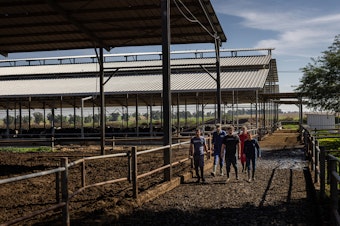 caption: Volunteers work at a dairy farm near Nir Oz, one of the communities attacked on Oct. 7 by Hamas militants, in southern Israel on Wednesday. People from Israel and around the world have been rotating in to volunteer at the farm, helping fill the gap left by the workers who are no longer here.