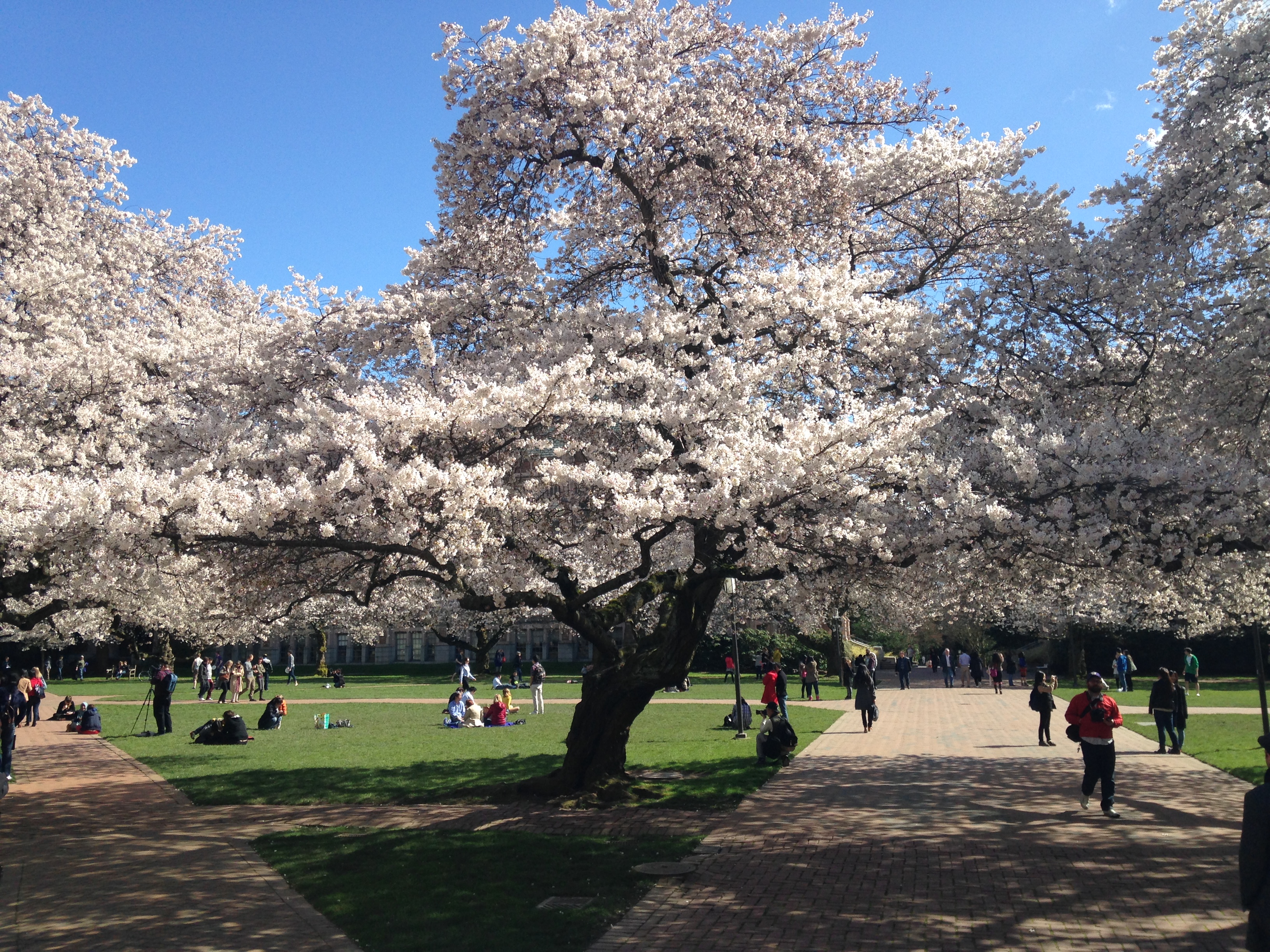 caption: Cherry blossoms at the UW Quad.