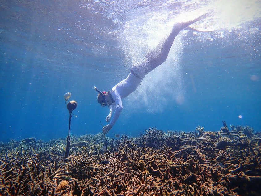 caption: A researcher deploys a hydrophone on a coral reef in Sulawesi, Indonesia 