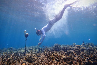 caption: A researcher deploys a hydrophone on a coral reef in Sulawesi, Indonesia 