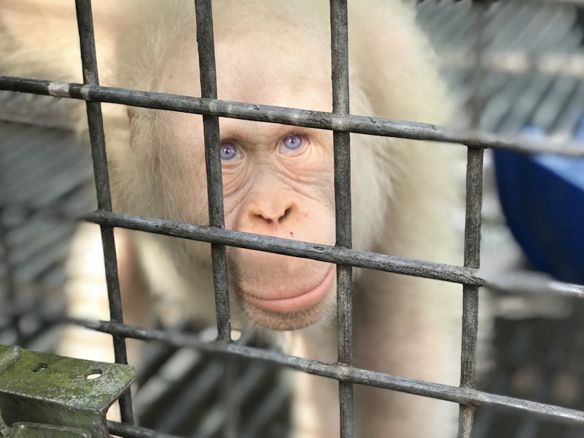 caption: Alba, believed to be the world's only albino orangutan, was rehabilitated after she suffered a harsh captivity in Borneo. She's now been released and is living in the wild again.