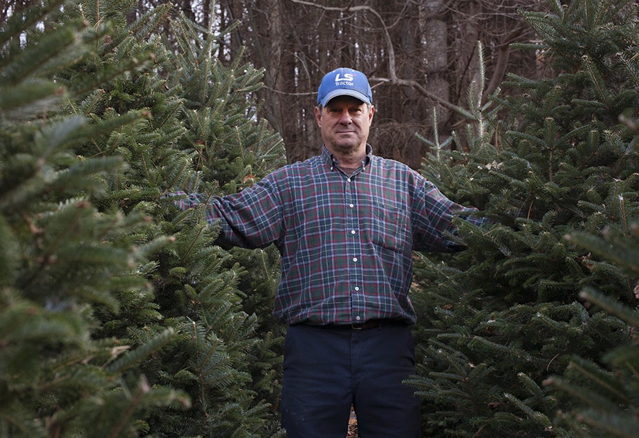 caption: Joey Clawson at one of his Christmas tree stands on the first day of harvest. He grows about 95,000 firs on his operation.
