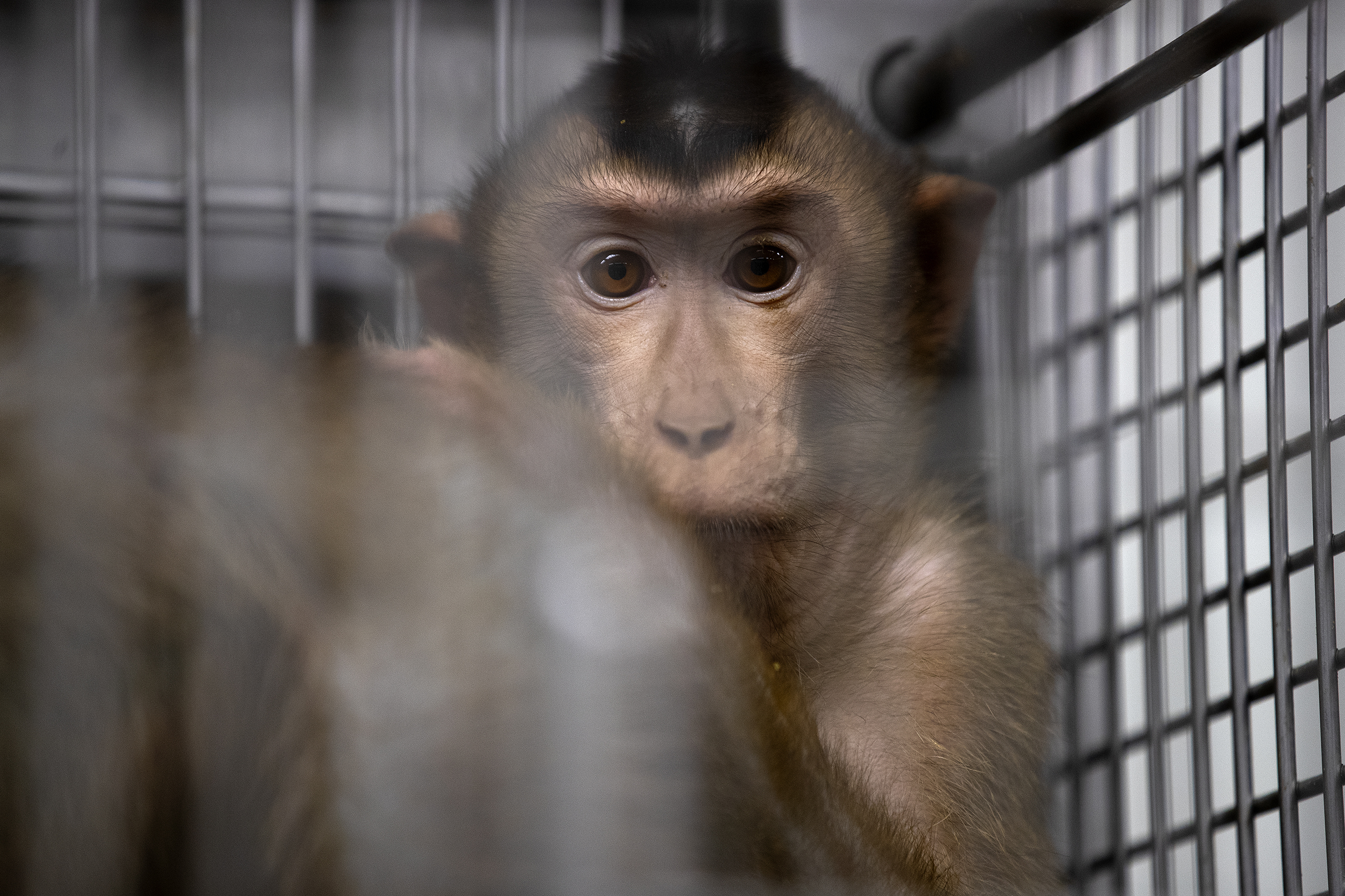 caption: A pig-tailed macaque is shown in an enclosure on Thursday, Aug. 21, 2025, at the Washington National Primate Research Center on the University of Washington campus in Seattle. 