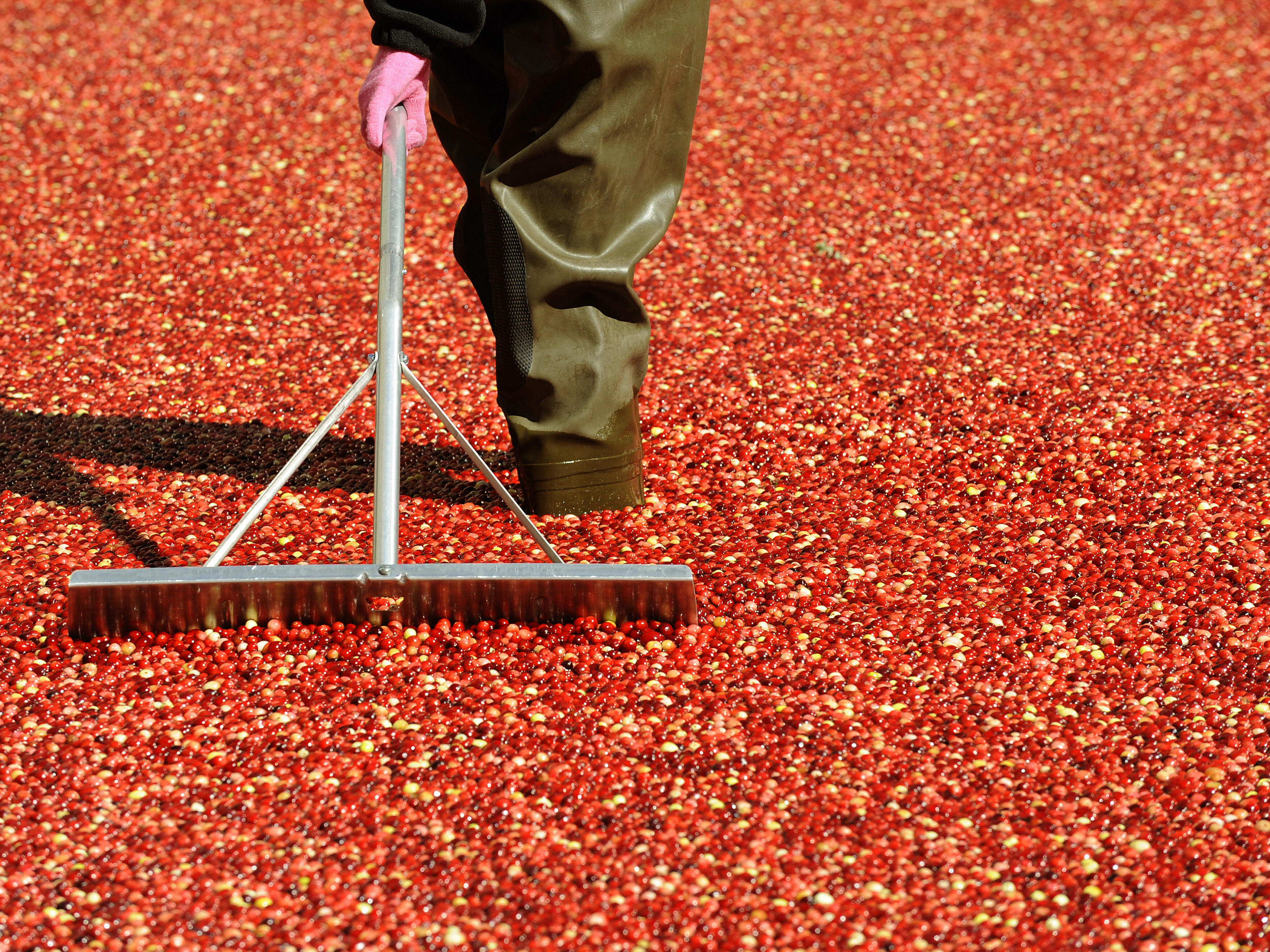 caption: A worker stirs Ocean Spray cranberries in a free-standing bog set up in front of Rockefeller Center in October 2008.