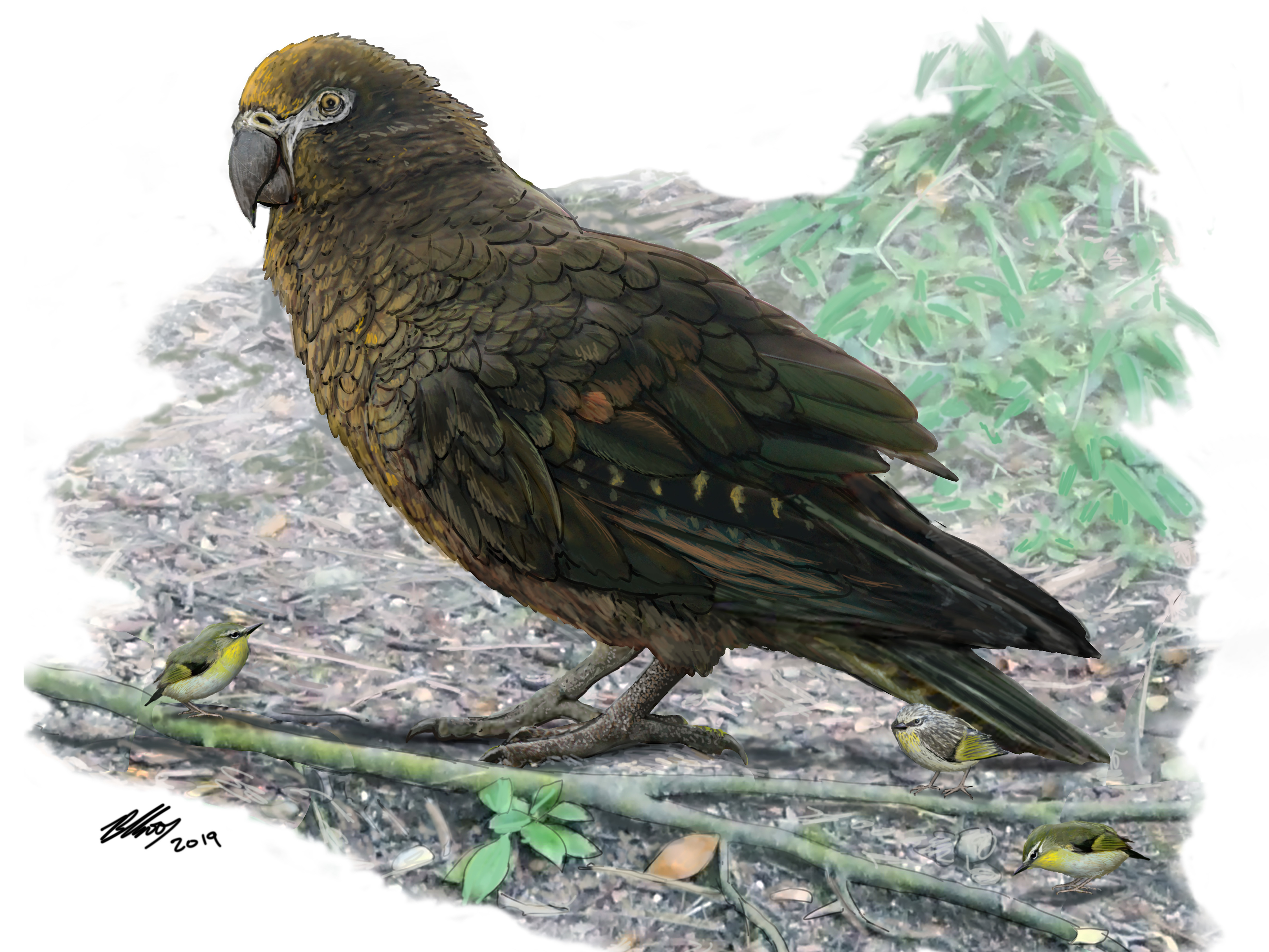 caption: An artist's illustration of the giant parrot with a New Zealand wren for comparison.