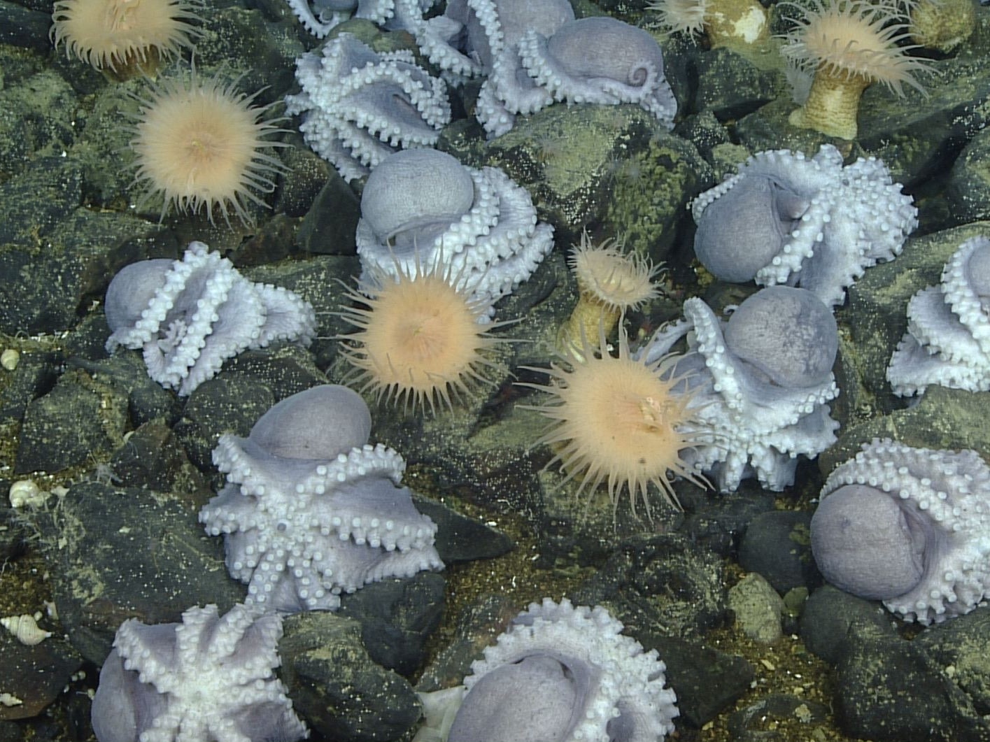caption: Researchers at the Monterey Bay Aquarium Research Institute studied female octopuses that nest together off Central California at a depth of about 3,200 meters.