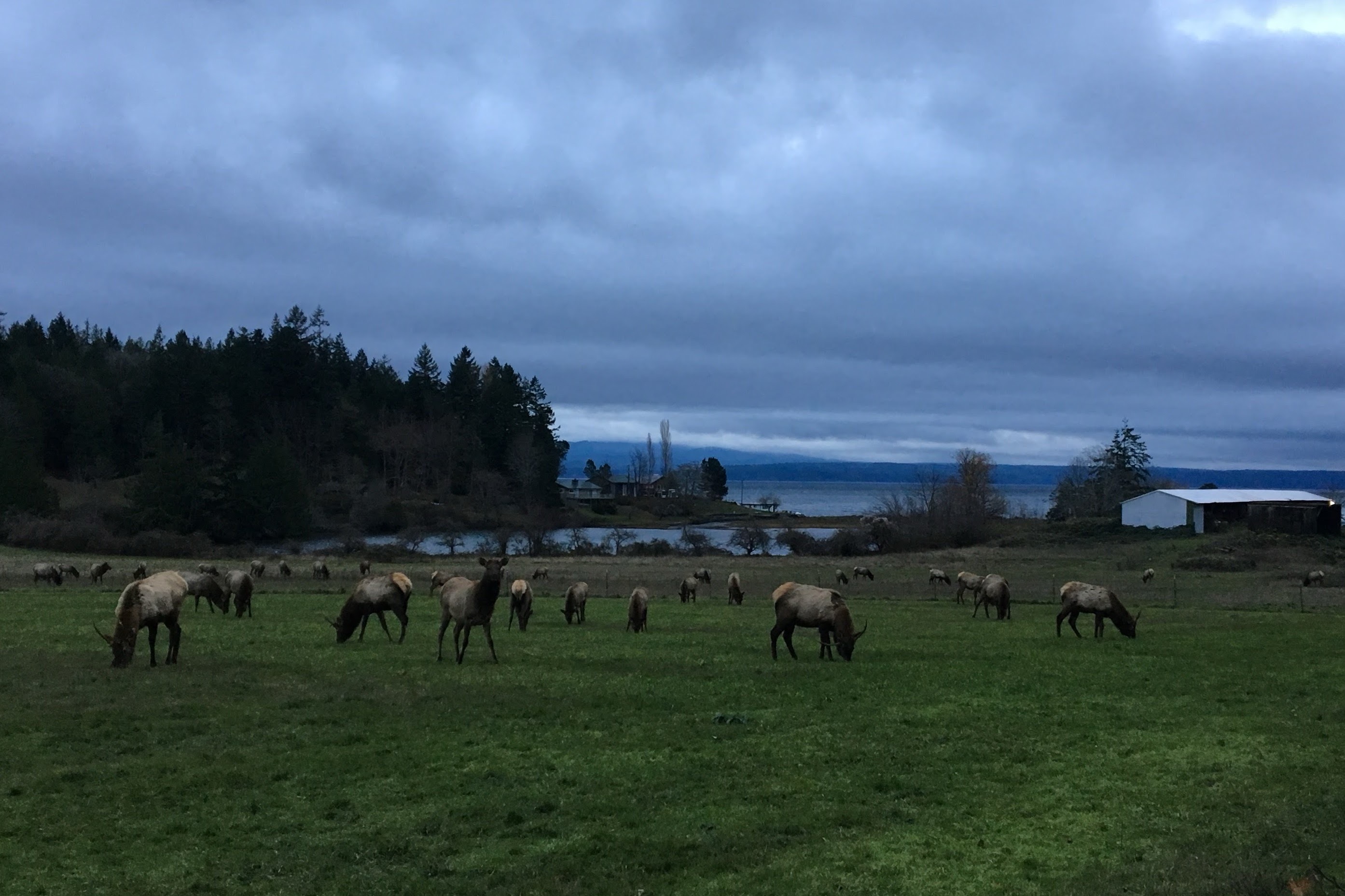 caption: A herd of wild elk grazes in a field on the Olympic Peninsula near Hood Canal and Brinnon, Washington, on Nov. 22, 2021.